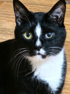 턱시도 고양이 까미